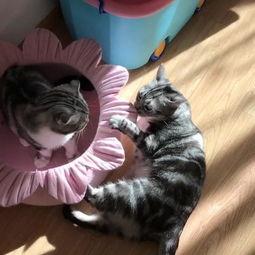 黑喵吃瓜,揭秘娱乐圈那些不为人知的幕后故事