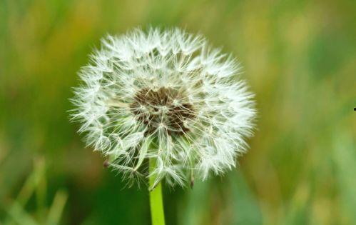 吃瓜直播蒲公英团